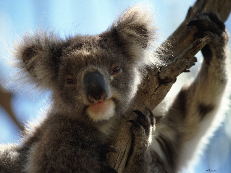 Koala on Tree Branch — Gray, Calm, Afternoon, Photograph, Tree Branch, Sky
