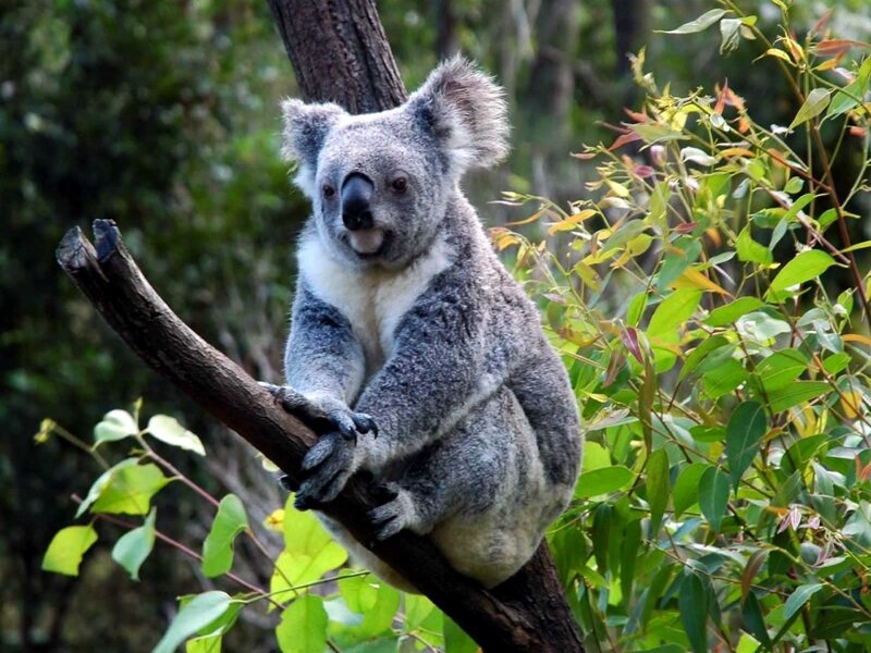 Koala on Tree Branch — Gray, Calm, Afternoon, Photograph, Tree Branch
