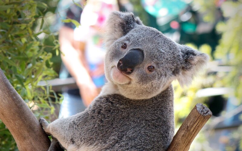 Koala on Tree Branch — Gray, Calm, Afternoon, Photograph, Tree Branches