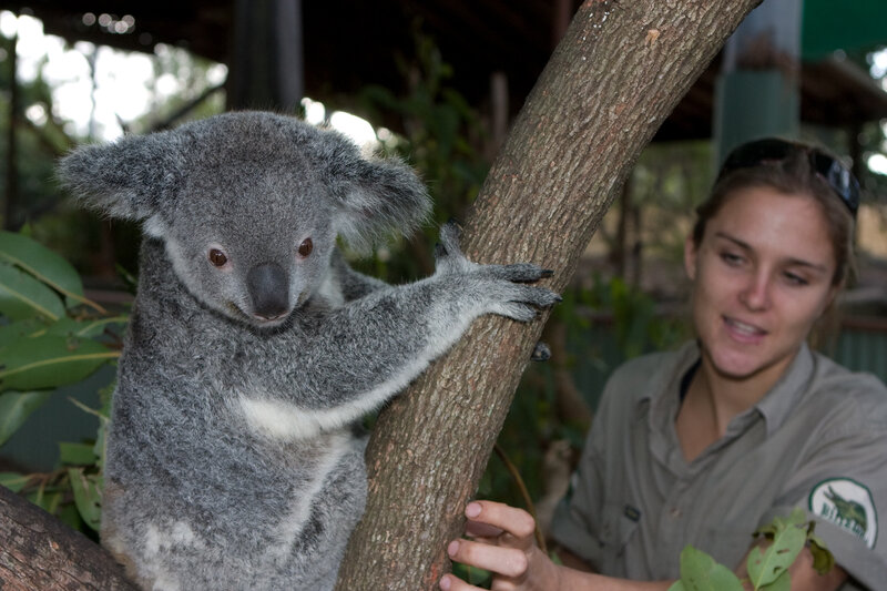 Koala on Tree Branch — Gray, Calm, Afternoon, Photograph, Woman