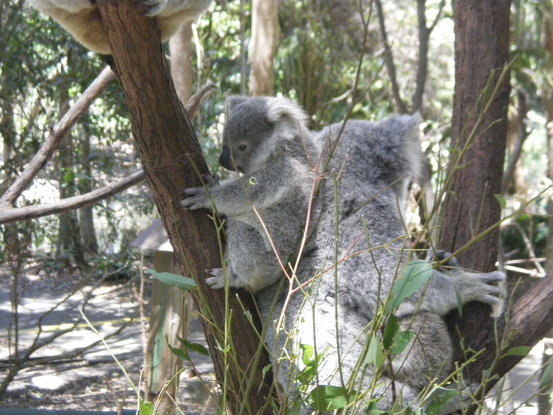 Koala on Tree Branch — Gray, Calm, Afternoon