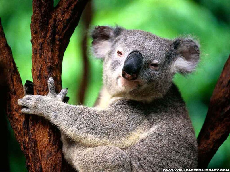 Koala on Tree Branch — Gray, Calm, Photograph, Forest