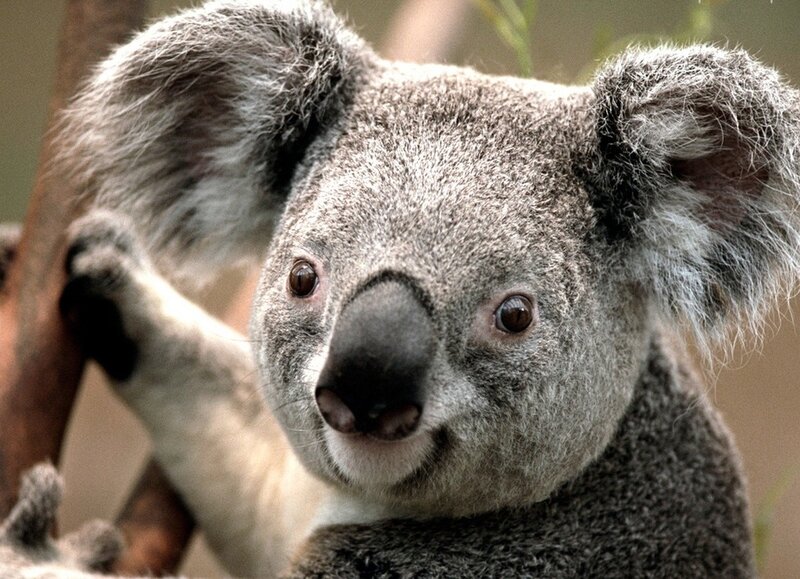 Koala on Tree Branch — Gray, Calm, Photograph