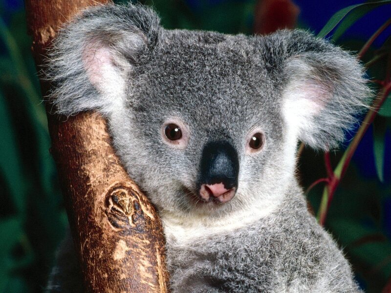 Koala on Tree Branch — Gray, Calm, Photograph, Tree Branch, Eucalyptus Leaves