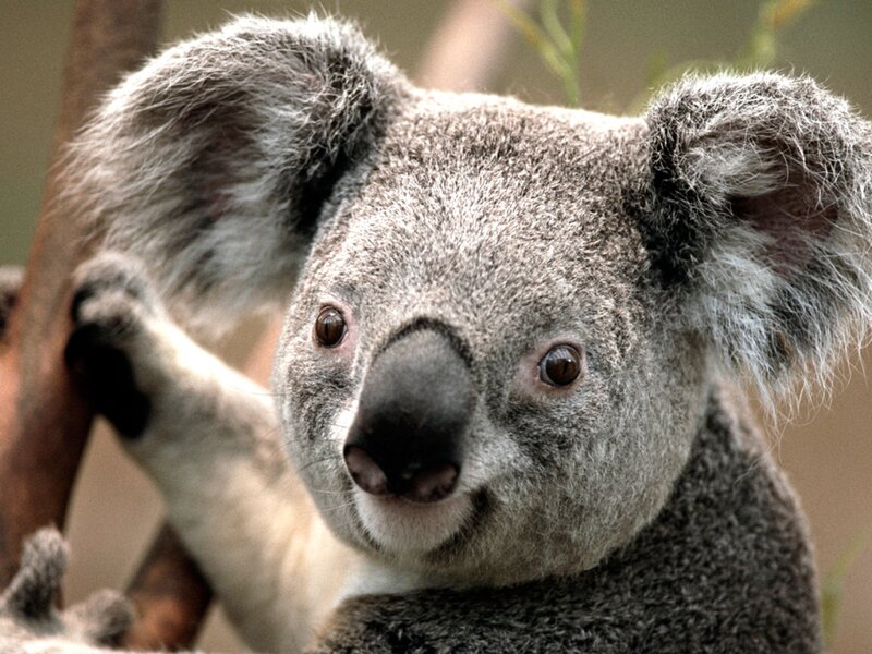 Koala on Tree Branch — Gray, Calm, Photograph, Tree Branch, Eyes