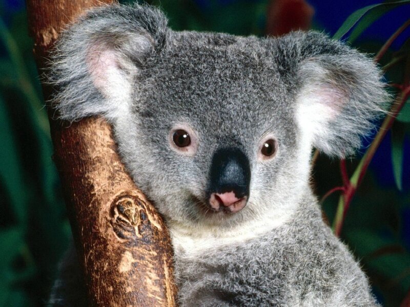 Koala on Tree Branch — Gray, Calm, Photograph, Tree Branch, Leaves