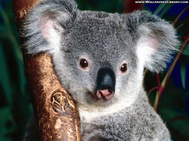 Koala on Tree Branch — Gray, Calm, Photograph, Tree Branch