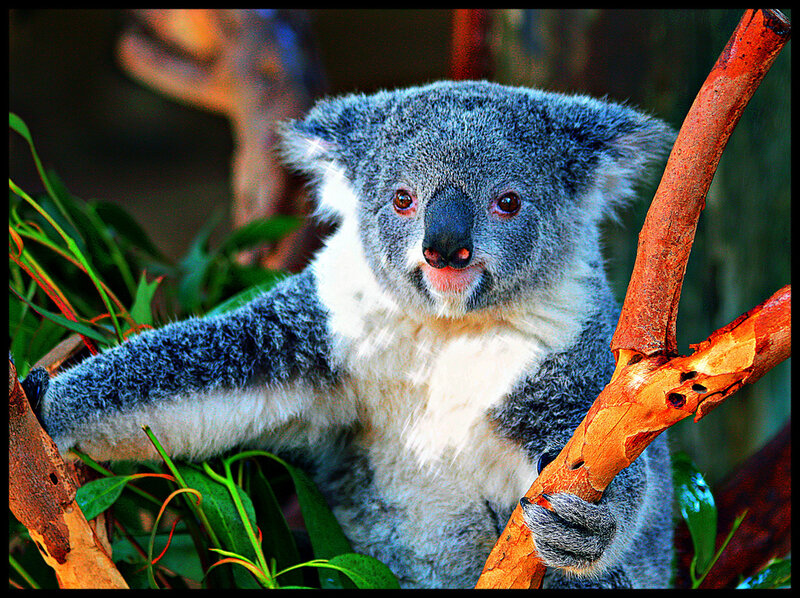Koala on Tree Branch — Gray
