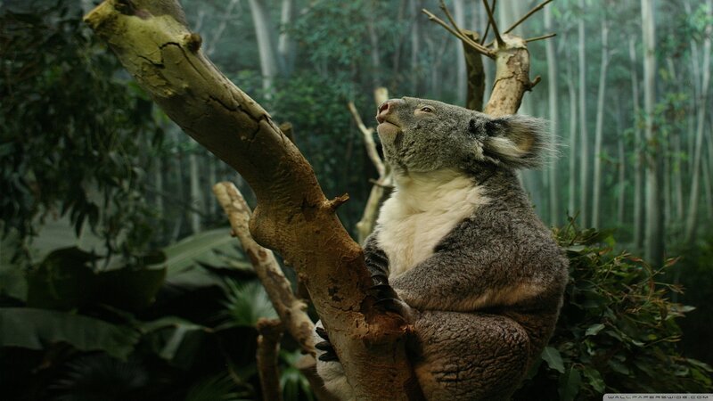 Koala on Tree Branch — Green, Serene
