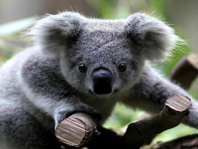Koala on Tree Branch
