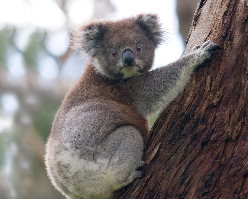 koala on tree trunk