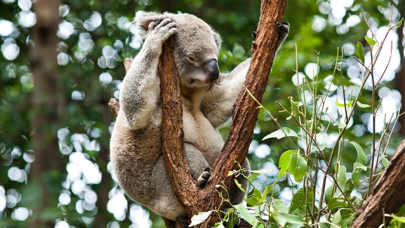 koala resting in tree