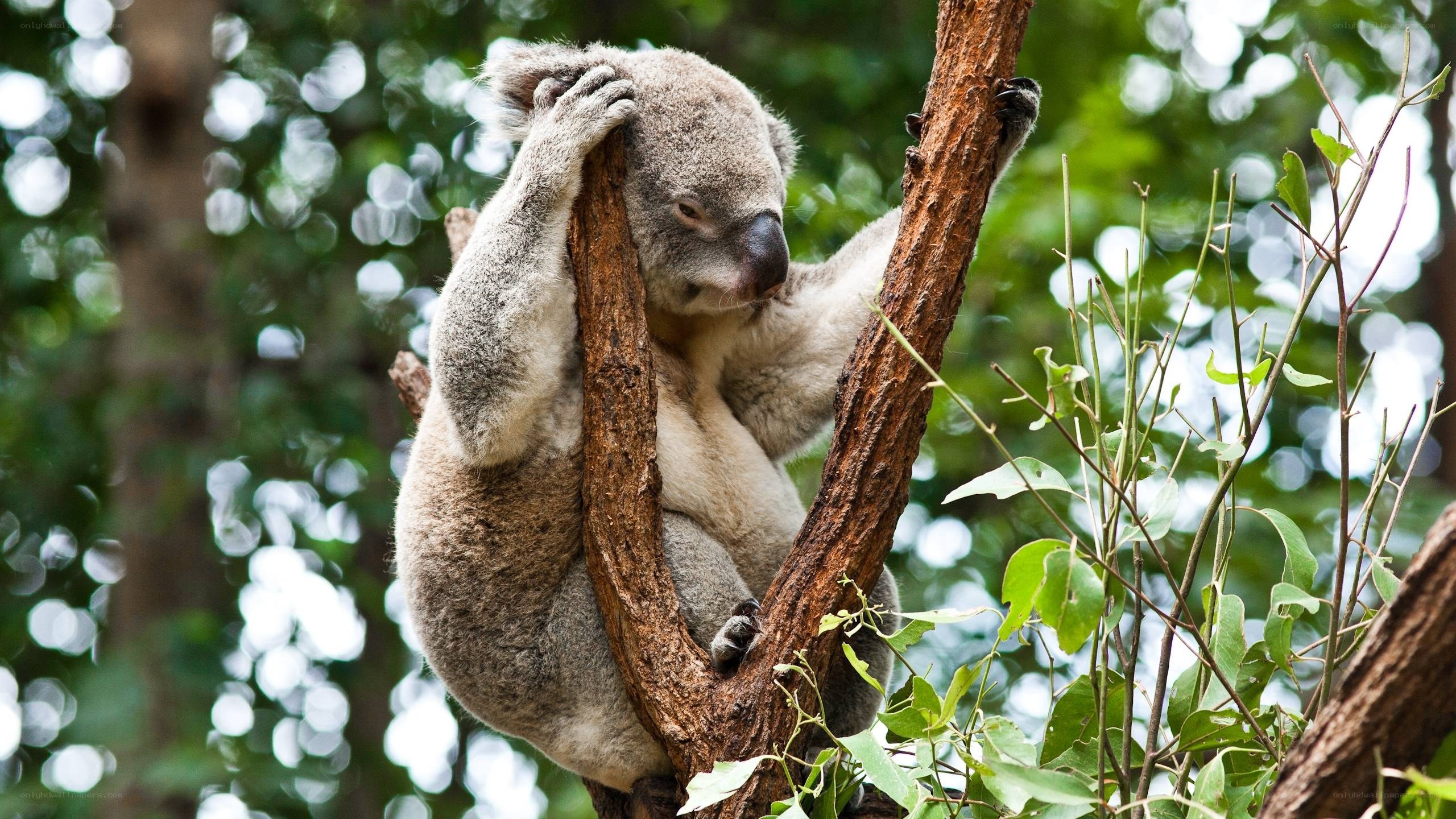 koala resting in tree