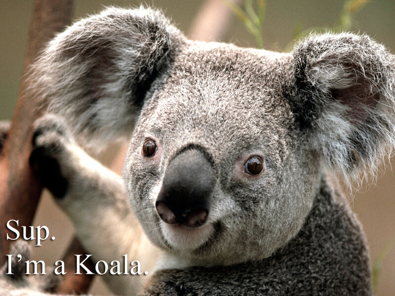 Koala saying sup
