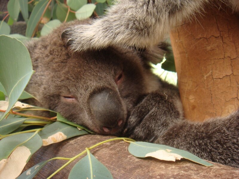 koala sleeping in tree