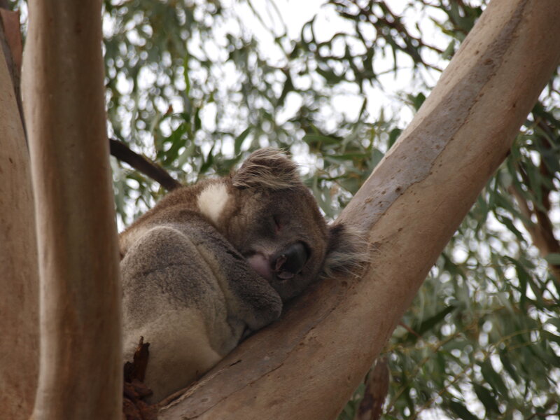 Koala Sleeping in Tree — Gray, Calm, Afternoon