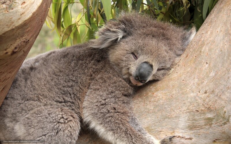 Koala Sleeping in Tree — Gray, Peaceful, Afternoon, Photograph