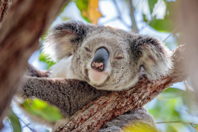 Koala Sleeping in Tree — Gray, Peaceful, Afternoon, Photograph, Tree Branch