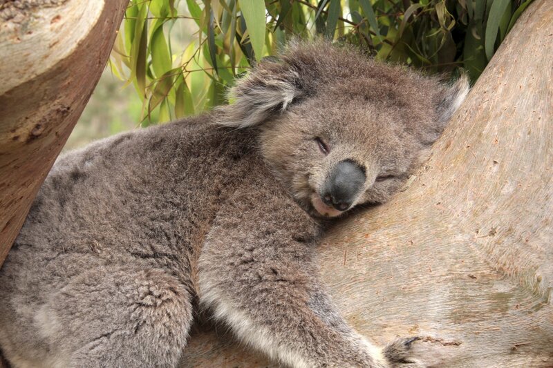 Koala Sleeping in Tree — Gray, Peaceful, Afternoon