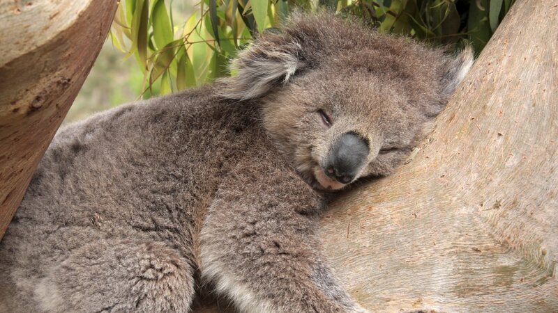 Koala Sleeping in Tree — Gray