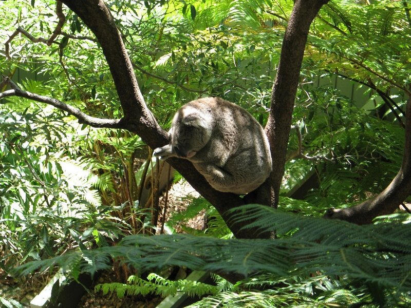 Koala Sleeping in Tree — Green, Calm, Afternoon, Photograph, Leaves