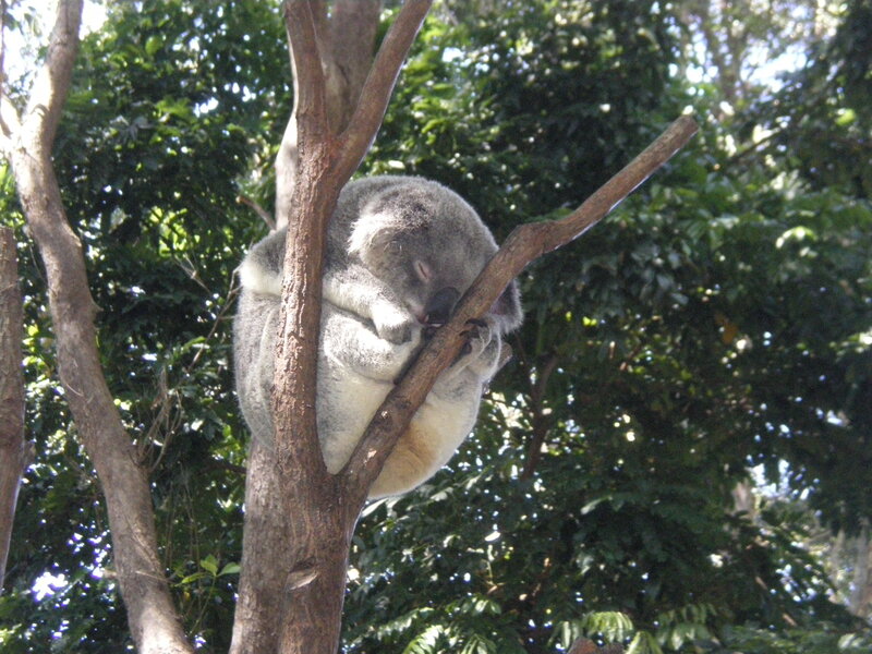 Koala Sleeping in Tree — Green, Calm, Afternoon