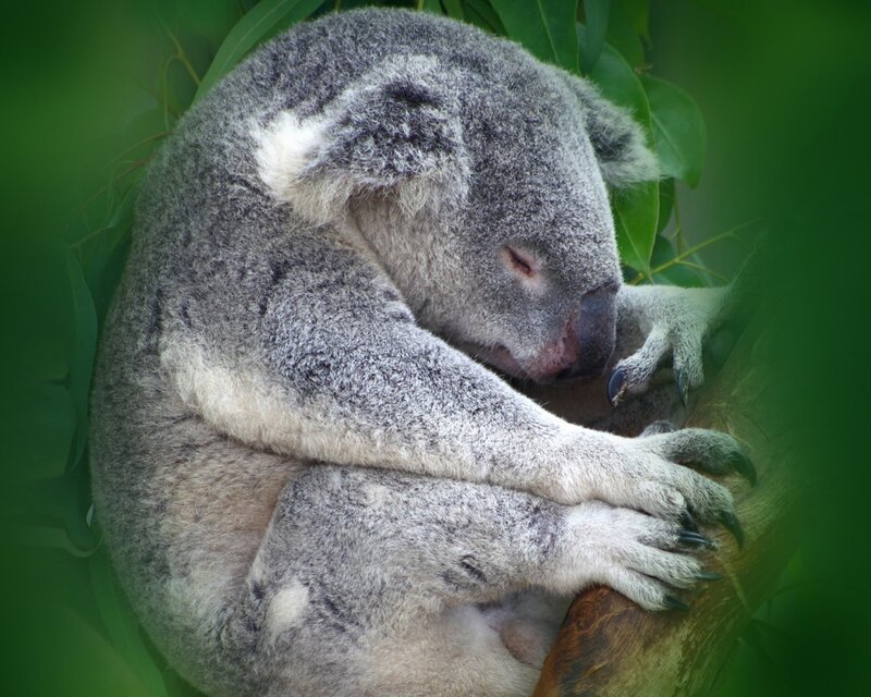 Koala Sleeping in Tree — Green, Calm, Photograph