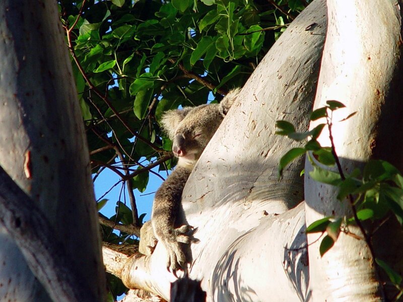 Koala Sleeping in Tree — Green, Calm