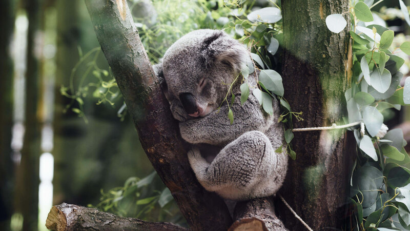 Koala Sleeping in Tree — Green, Peaceful