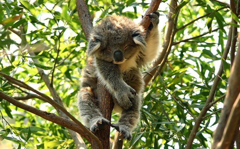 Koala Sleeping in Tree — Green