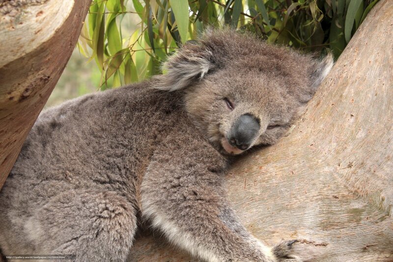 koala sleeping in tree