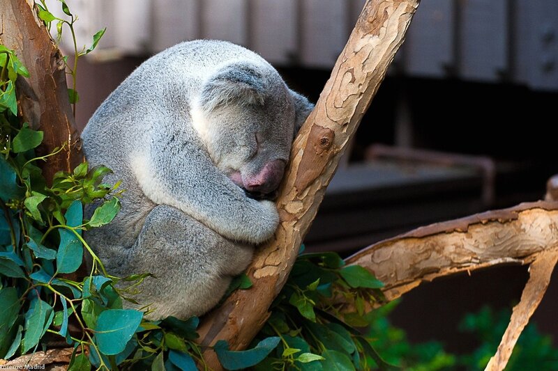 koala sleeping on a branch