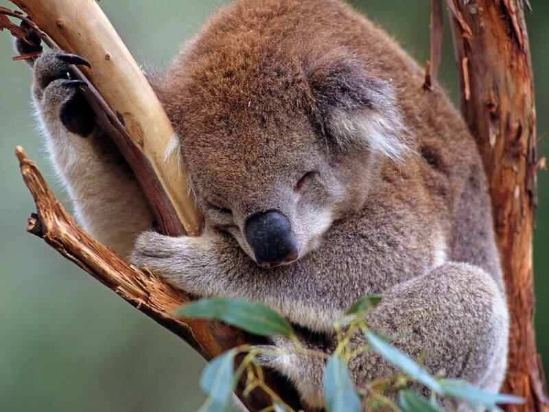 Koala Sleeping on Branch — Brown, Peaceful