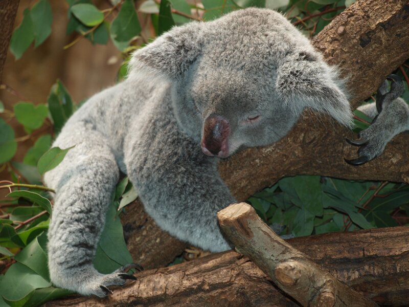 Koala Sleeping on Branch — Gray, Calm