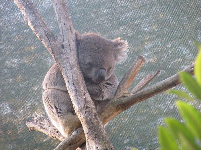 Koala Sleeping on Branch