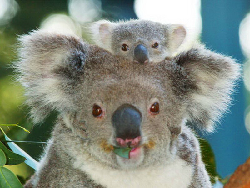 Koala with Baby on Back