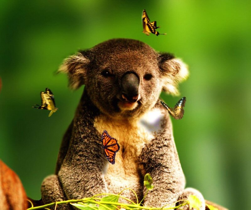 Koala with Butterflies
