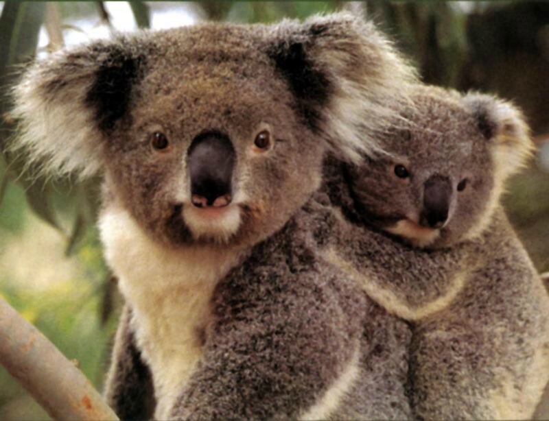 Koala with Joey — Gray
