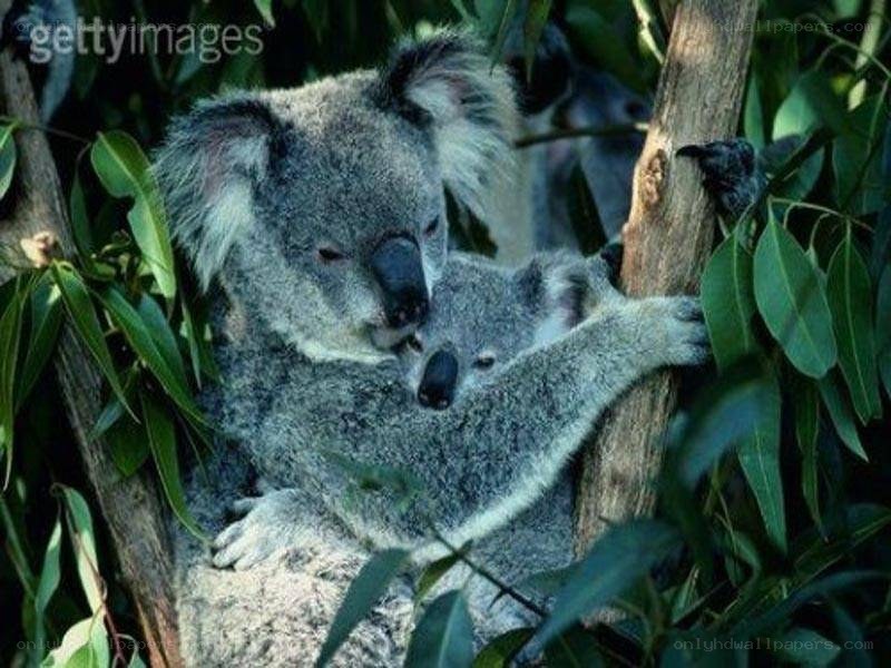 Koala with joey in tree