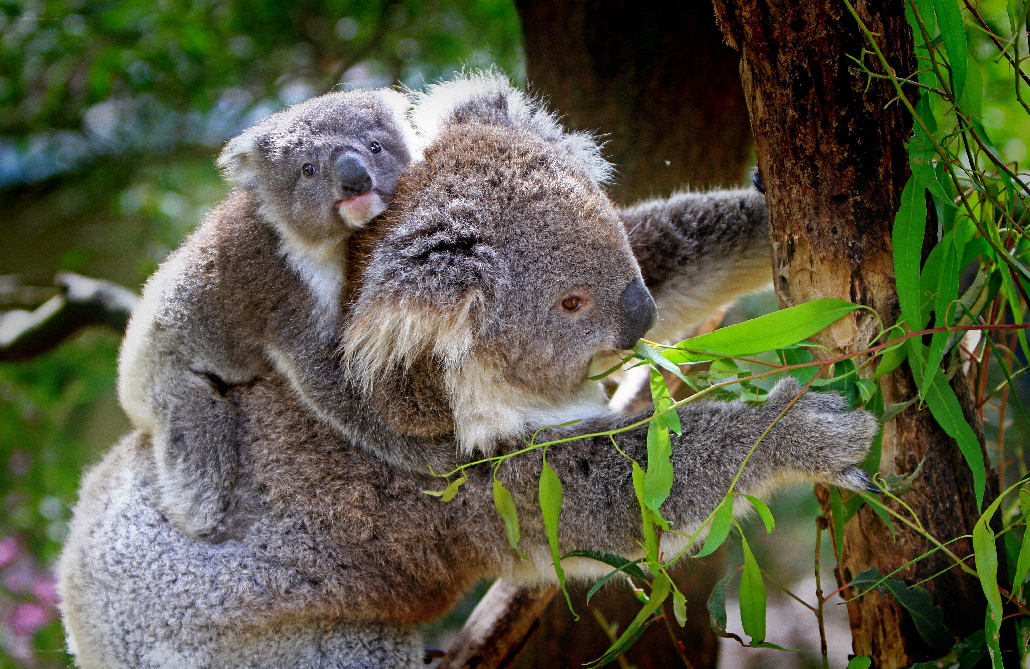 Koala with joey in tree