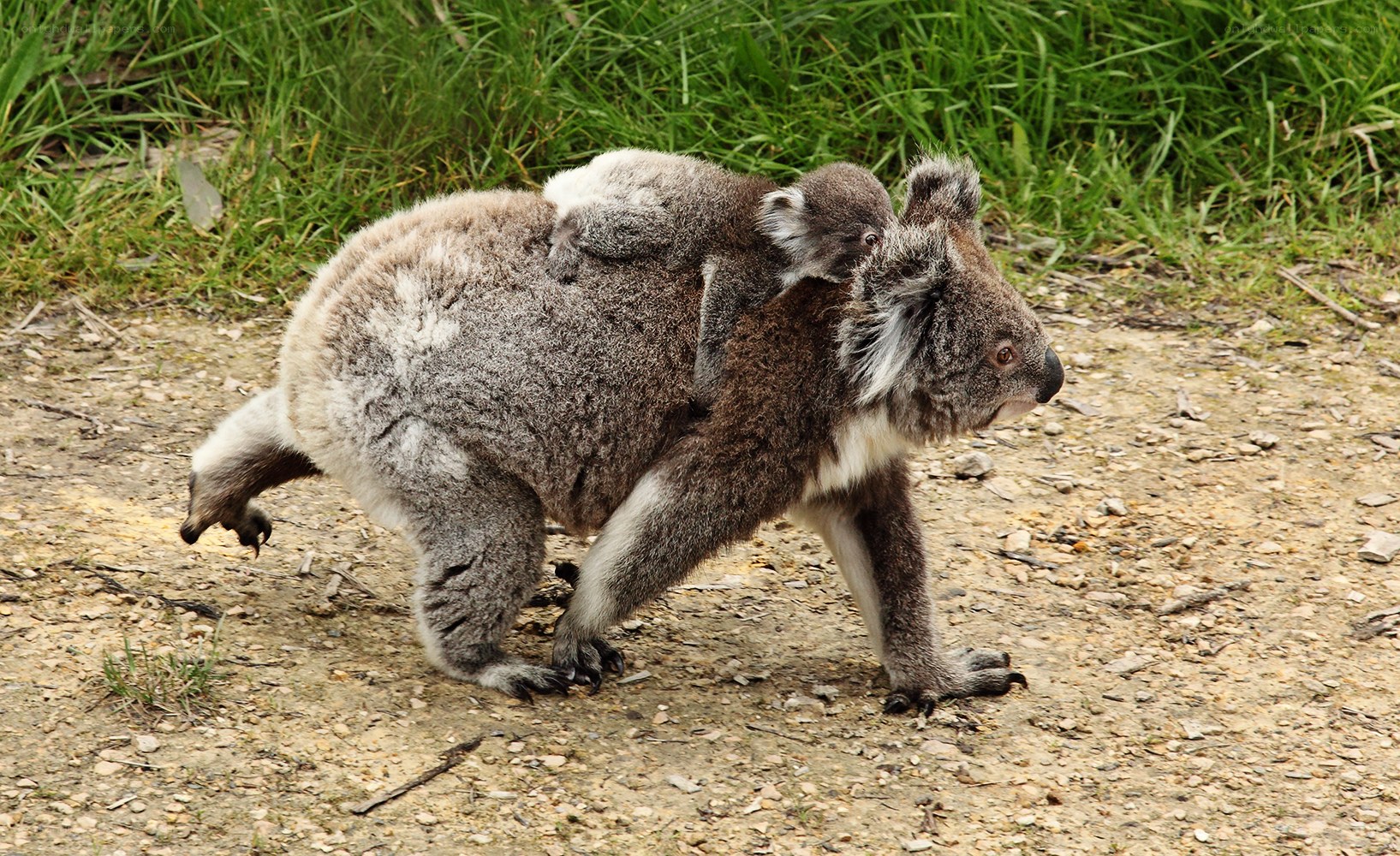 koala with joey on back