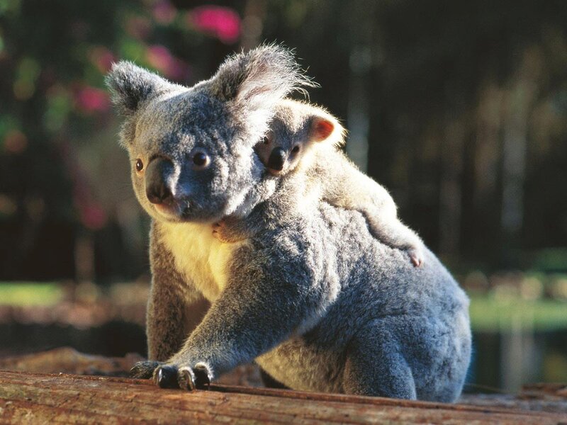 Koala with Joey