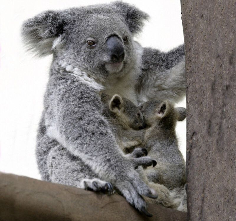 Koala with Two Joeys
