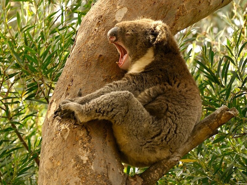 koala yawning in tree