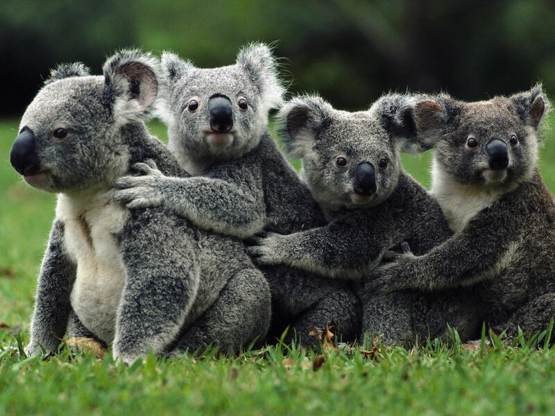 koalas hugging in grass