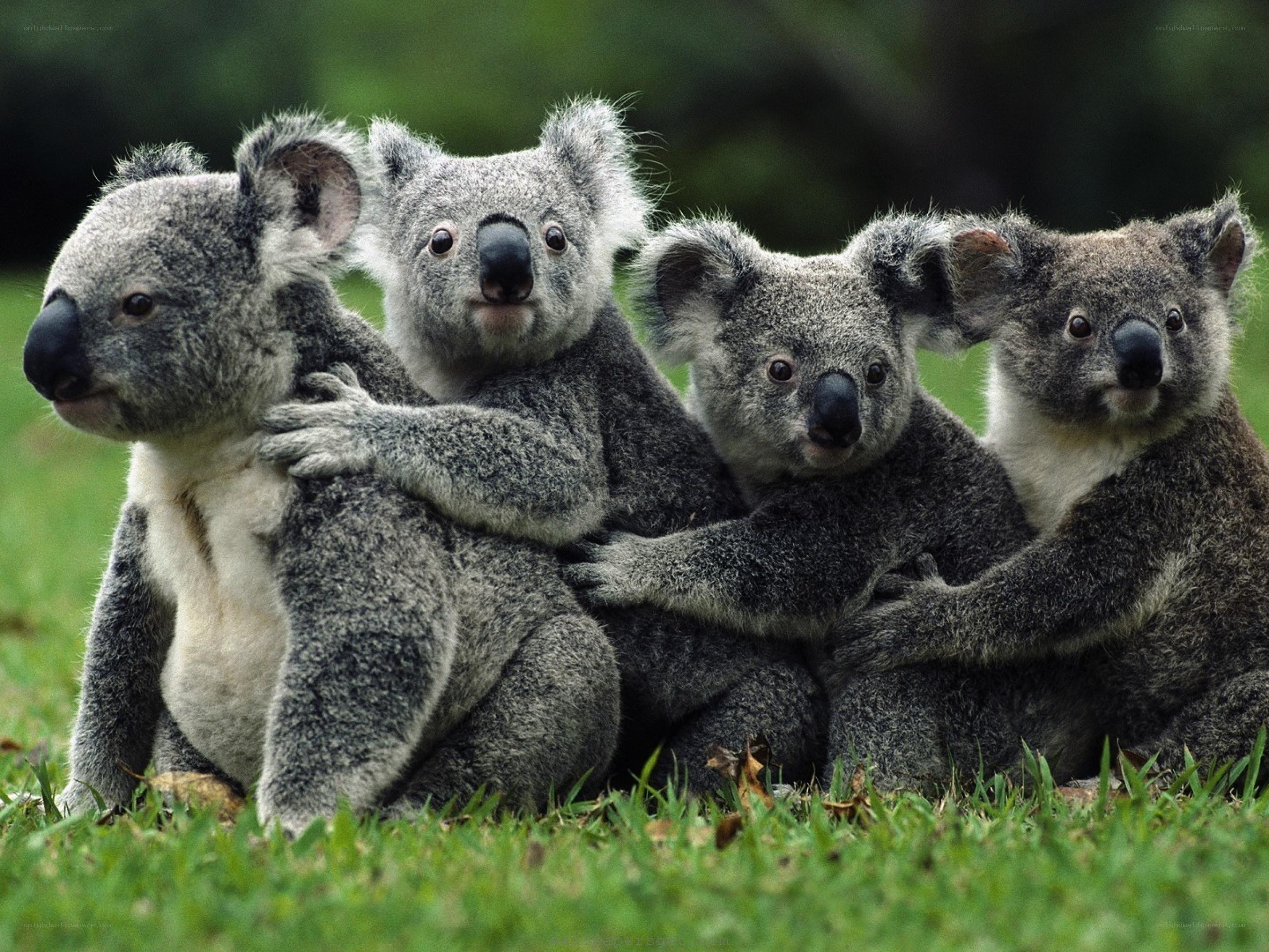 koalas hugging in grass