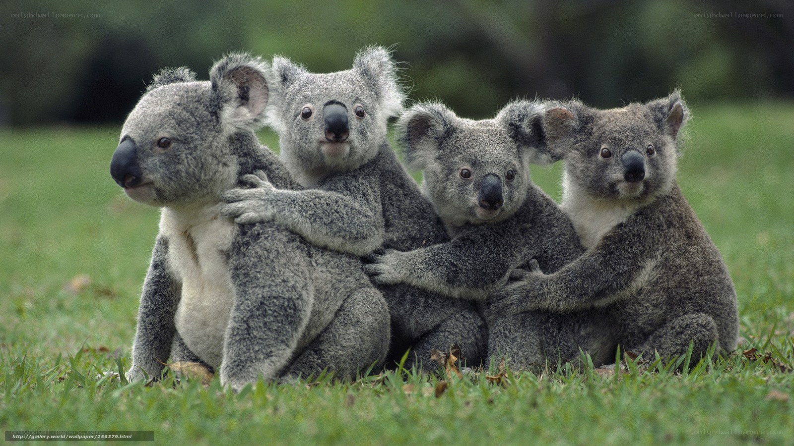 koalas hugging on grass