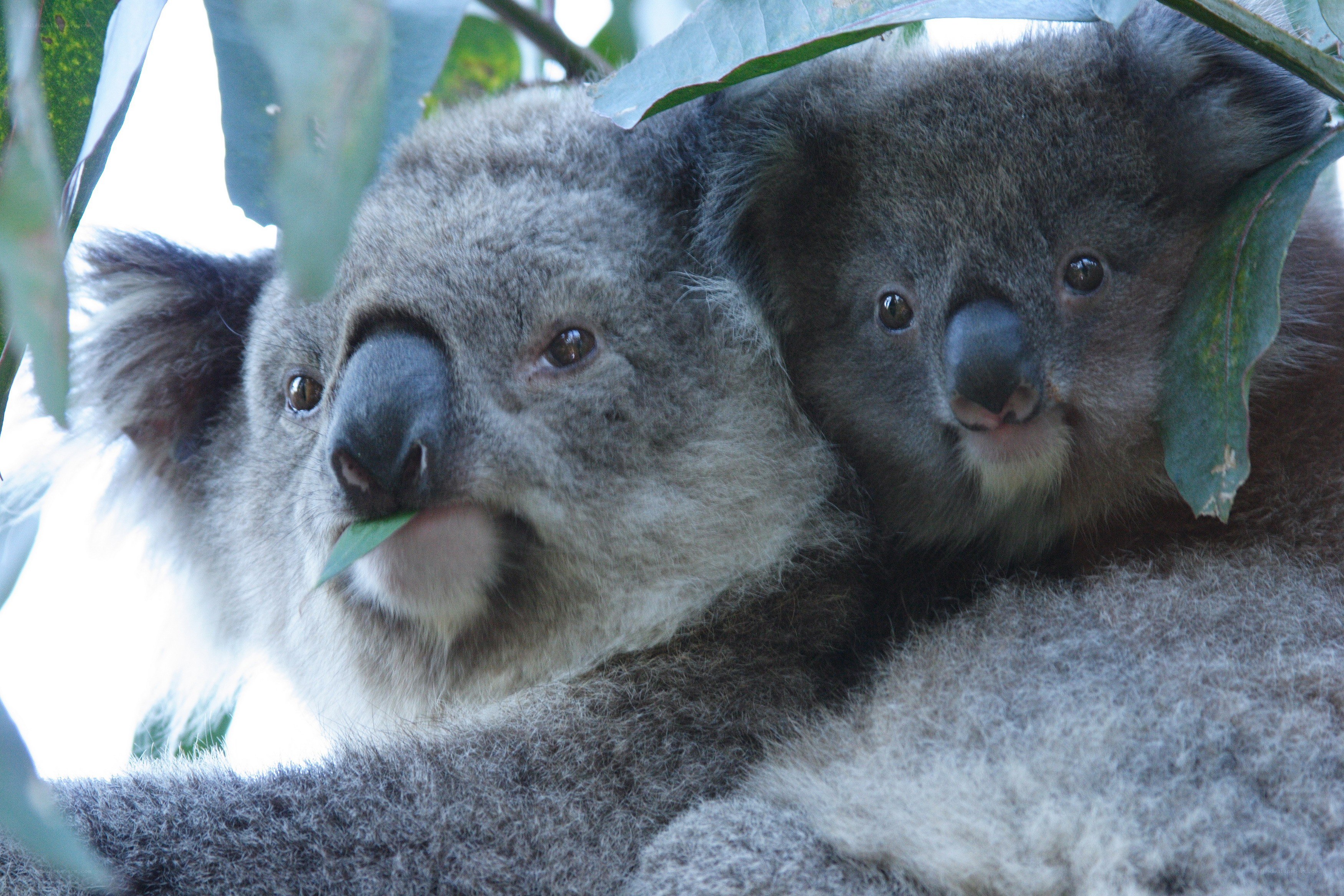 Koalas in a tree