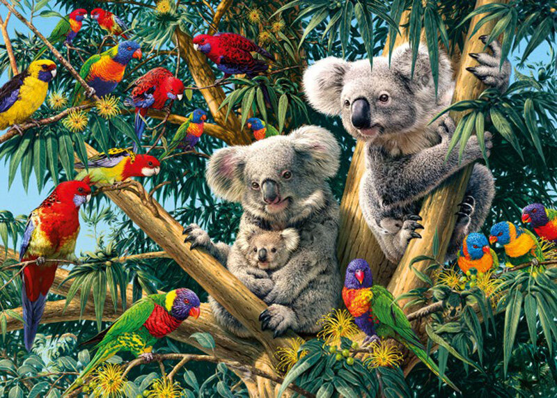 Koalas in Eucalyptus Tree