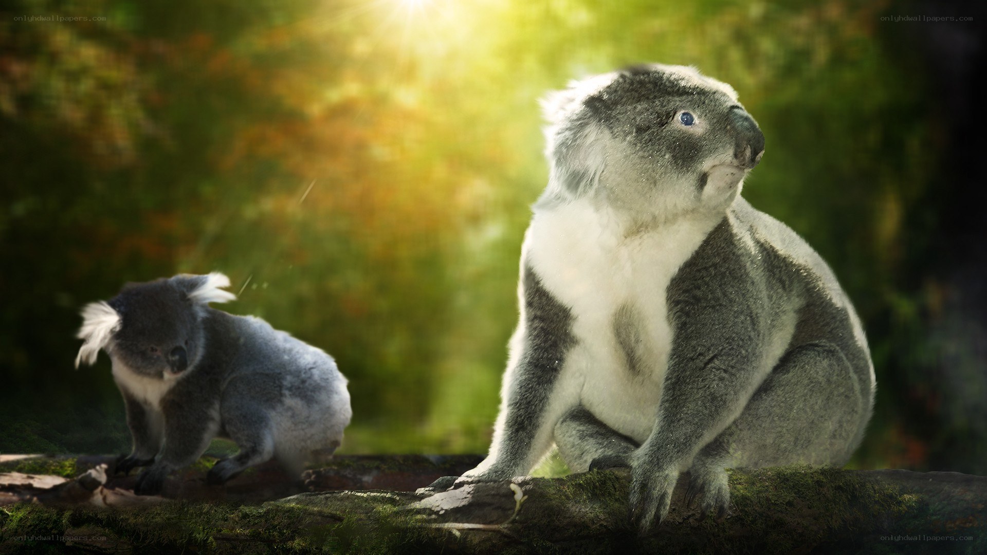 Koalas in sunlit forest